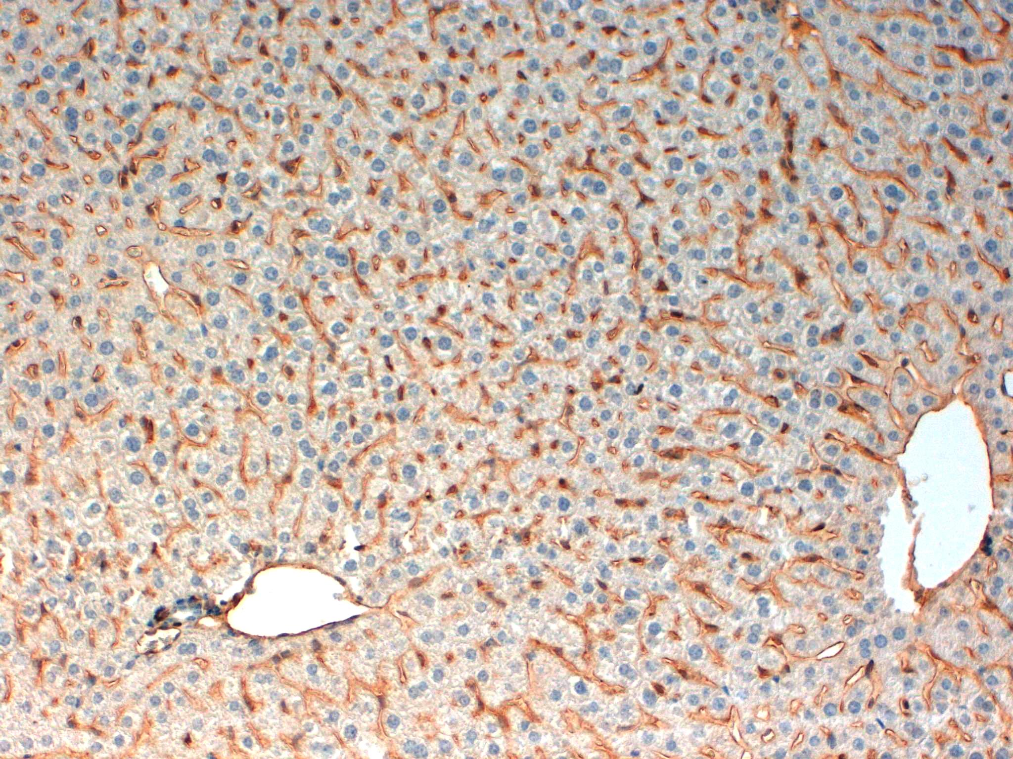 CD31 Mouse Liver 20X