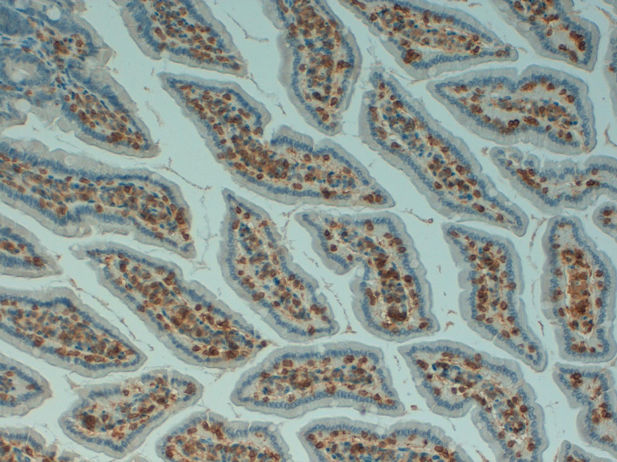 Mouse Colon 20x CD45