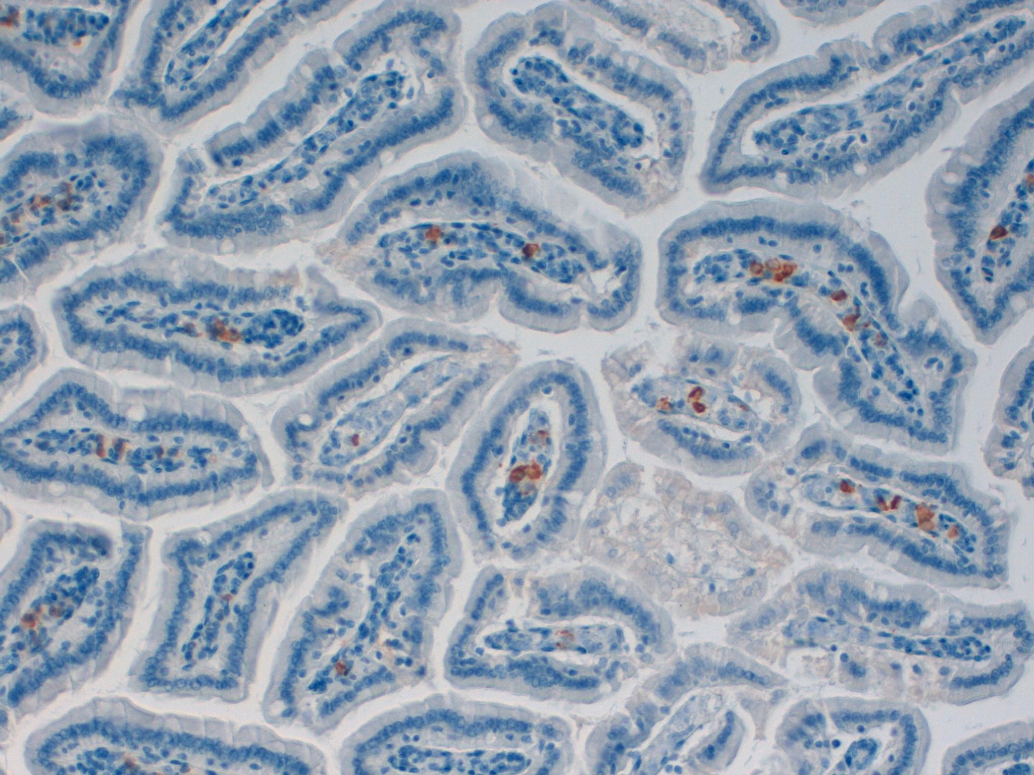 Mouse Colon 20x Kappa Chains