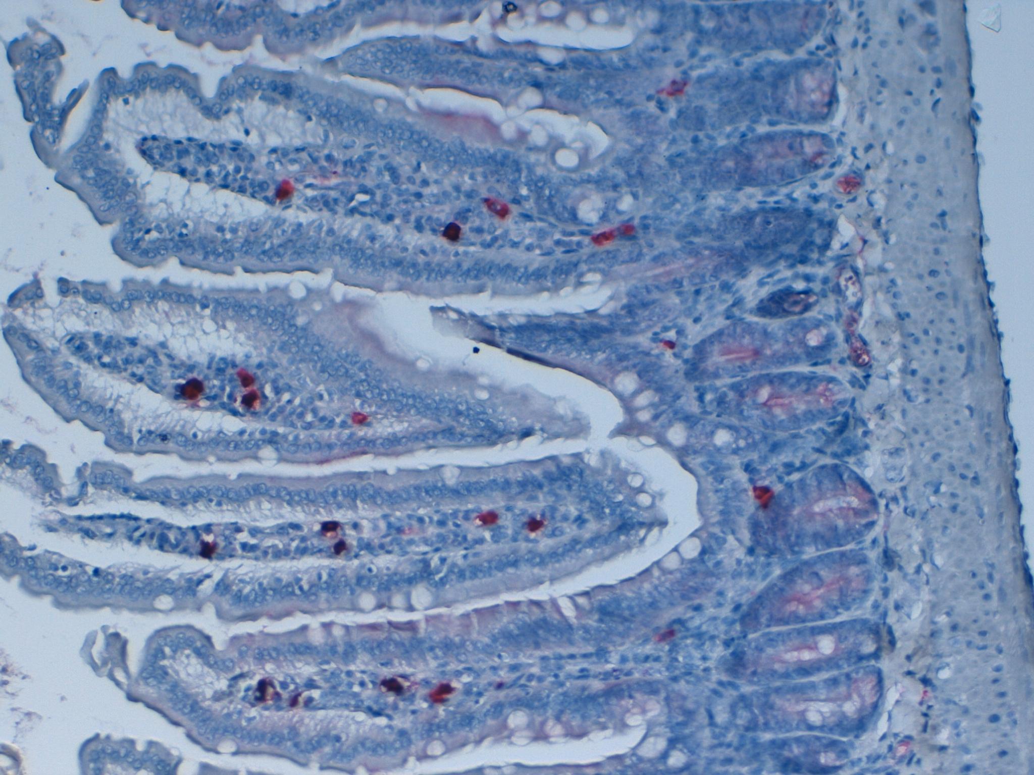 Mouse Colon 20x Lambda Chains