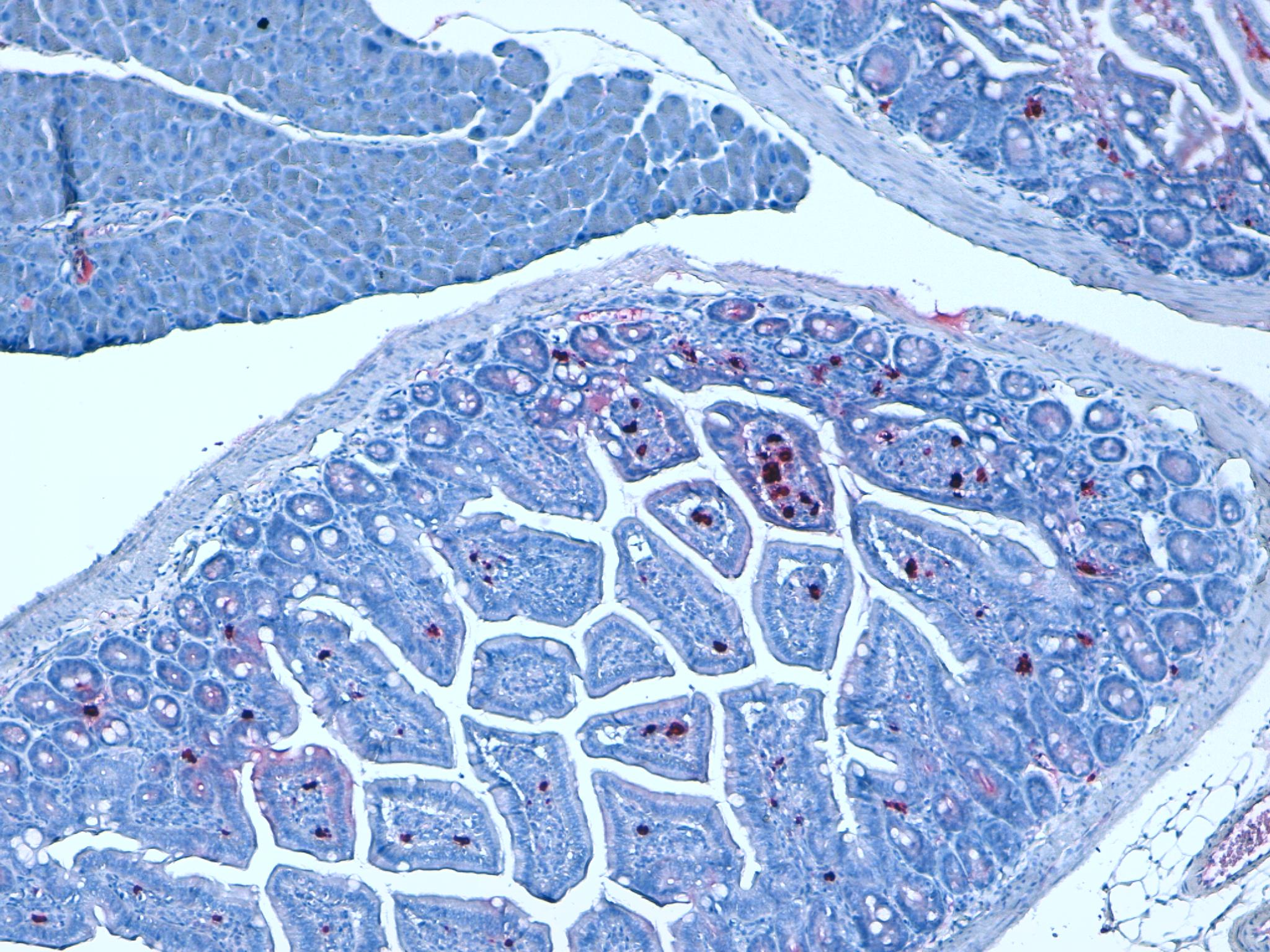 Mouse Colon 20x Lambda Chains