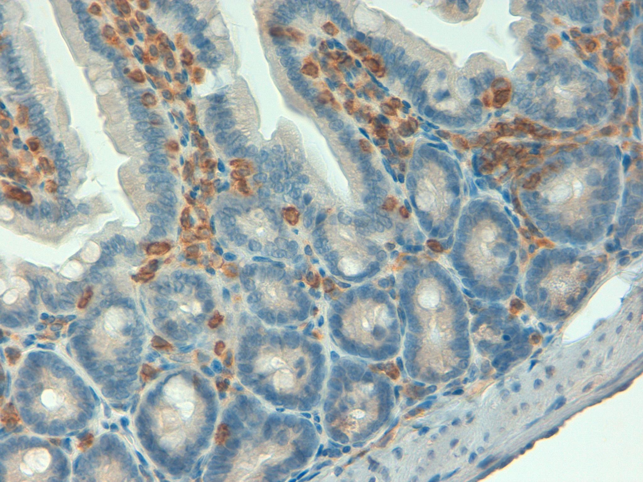 Mouse Colon 40x CD45