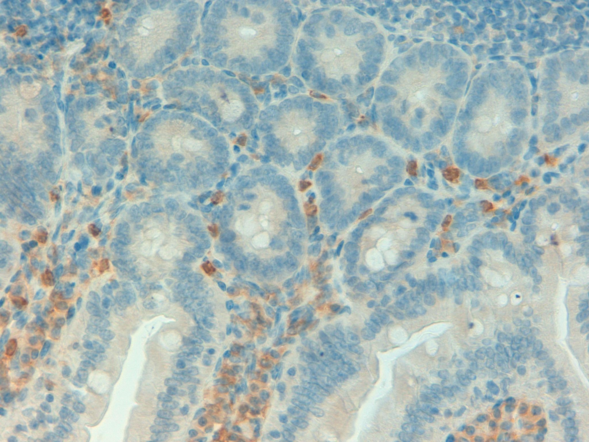 Mouse colon 40x F4 80