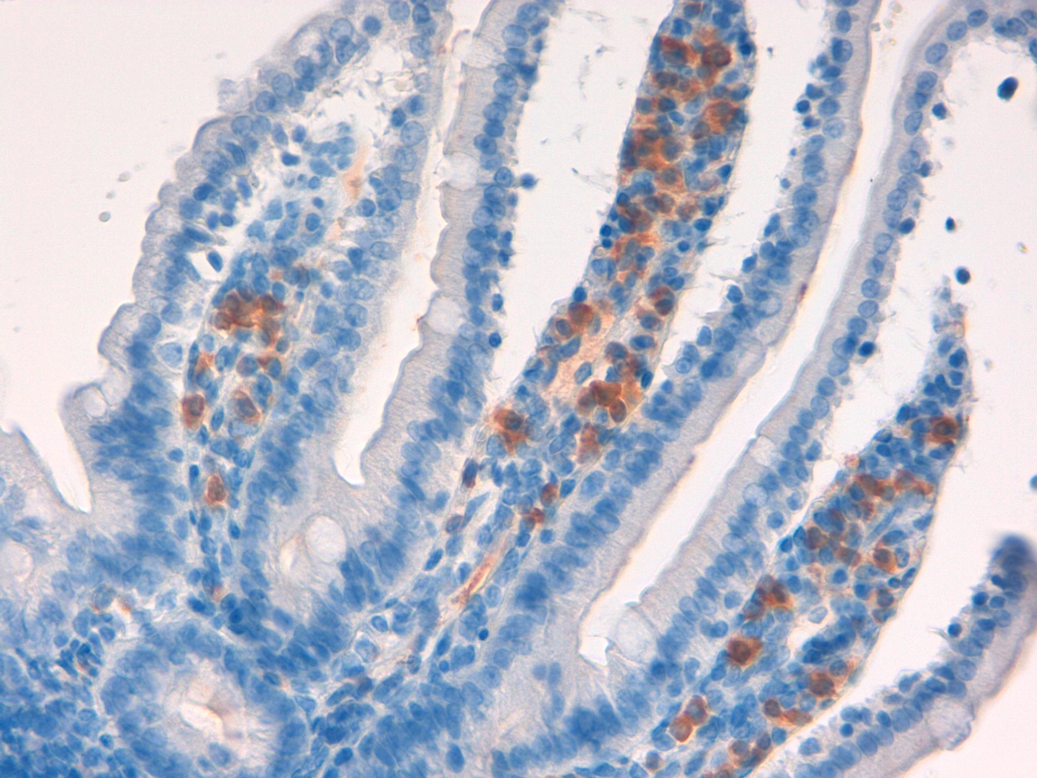 Mouse colon 40x kappa chains 2