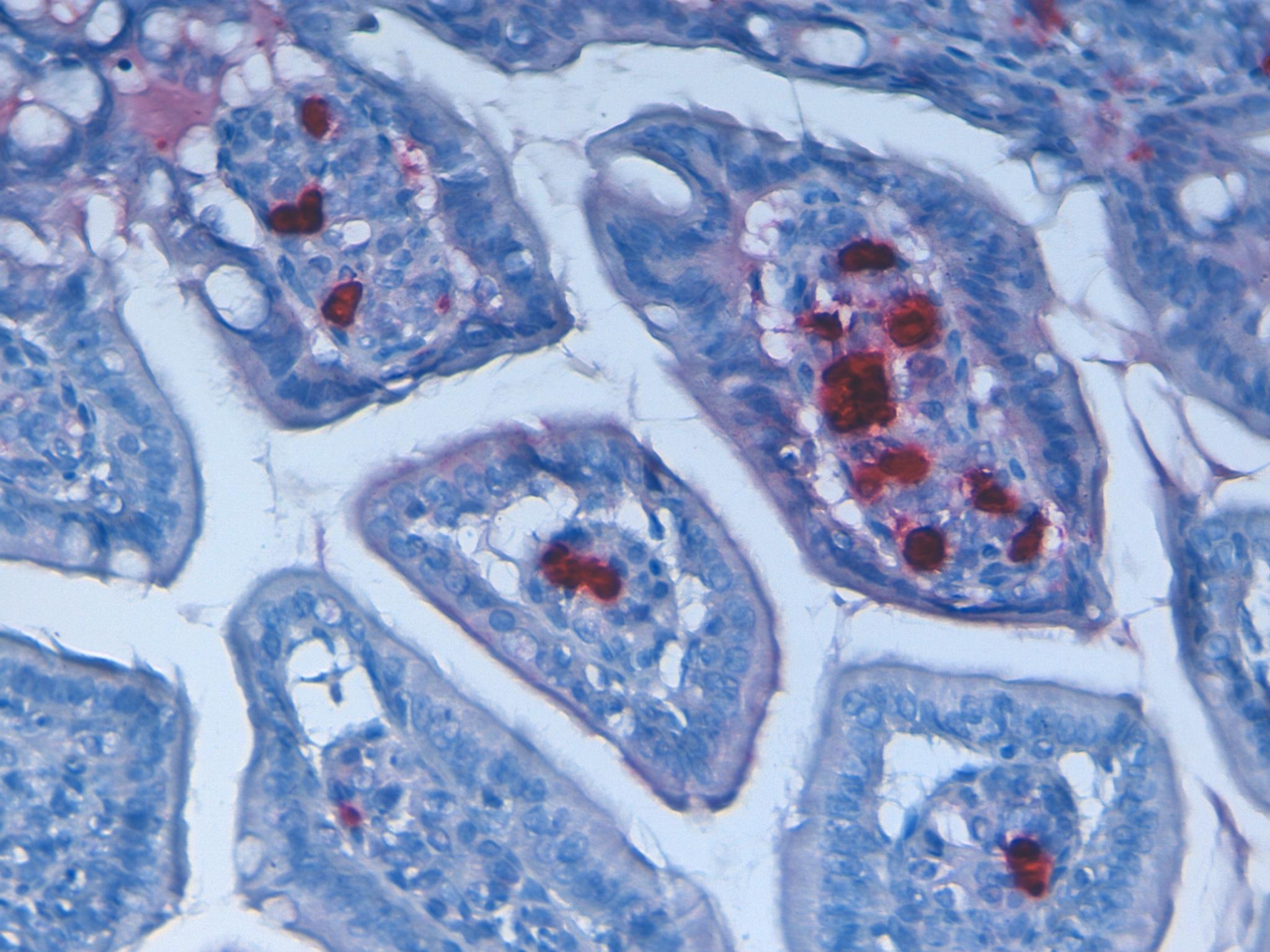 Mouse colon 40x lamda chains